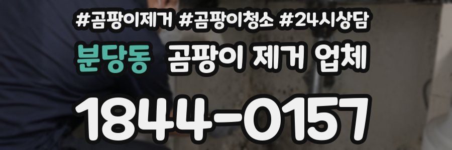 분당동 곰팡이 제거 업체
