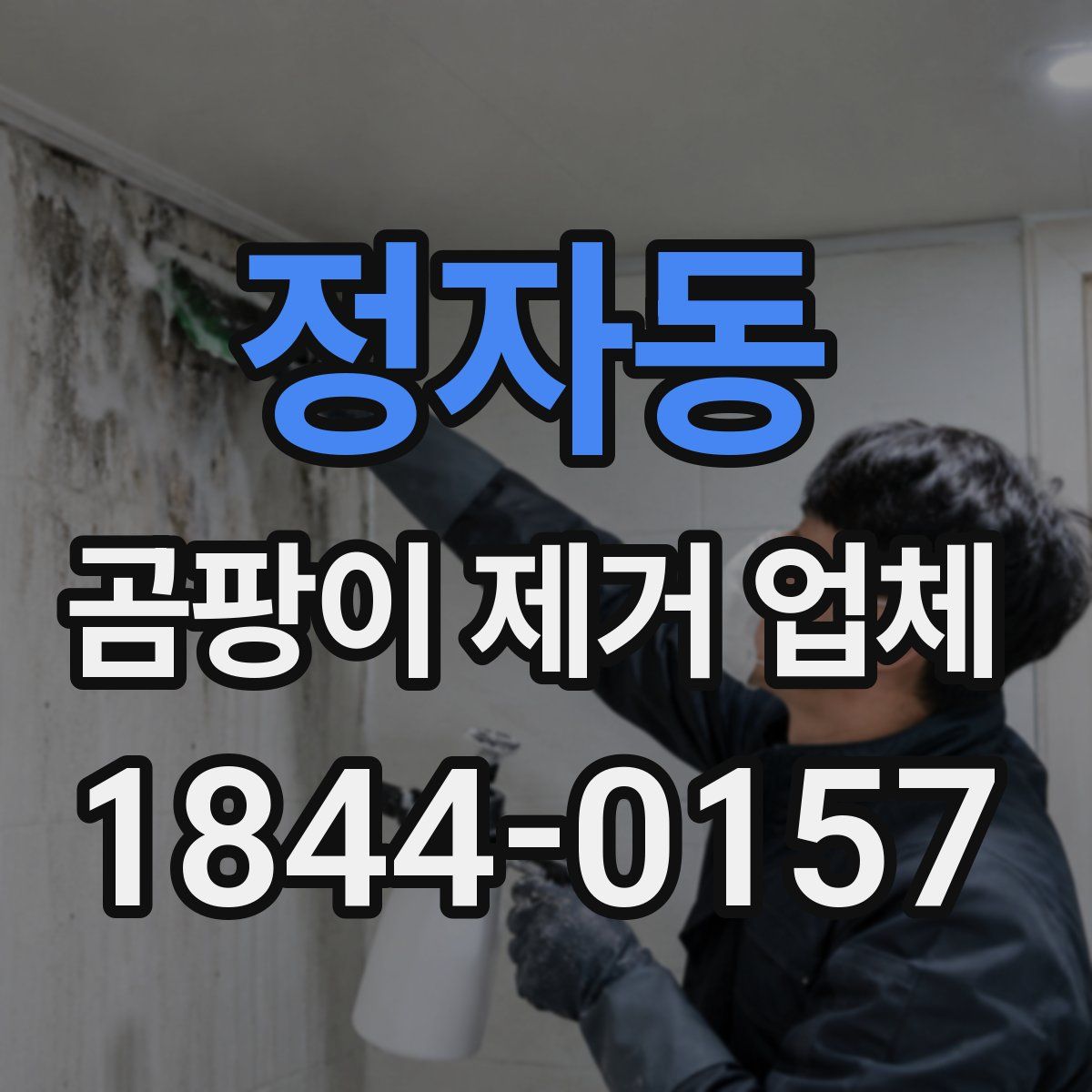 정자동 곰팡이 제거 업체
