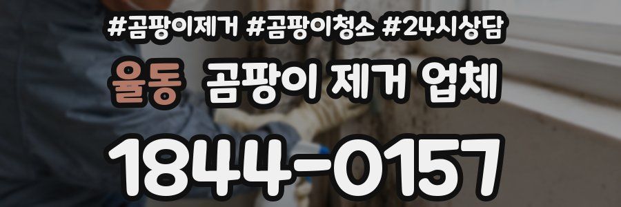 율동 곰팡이 제거 업체