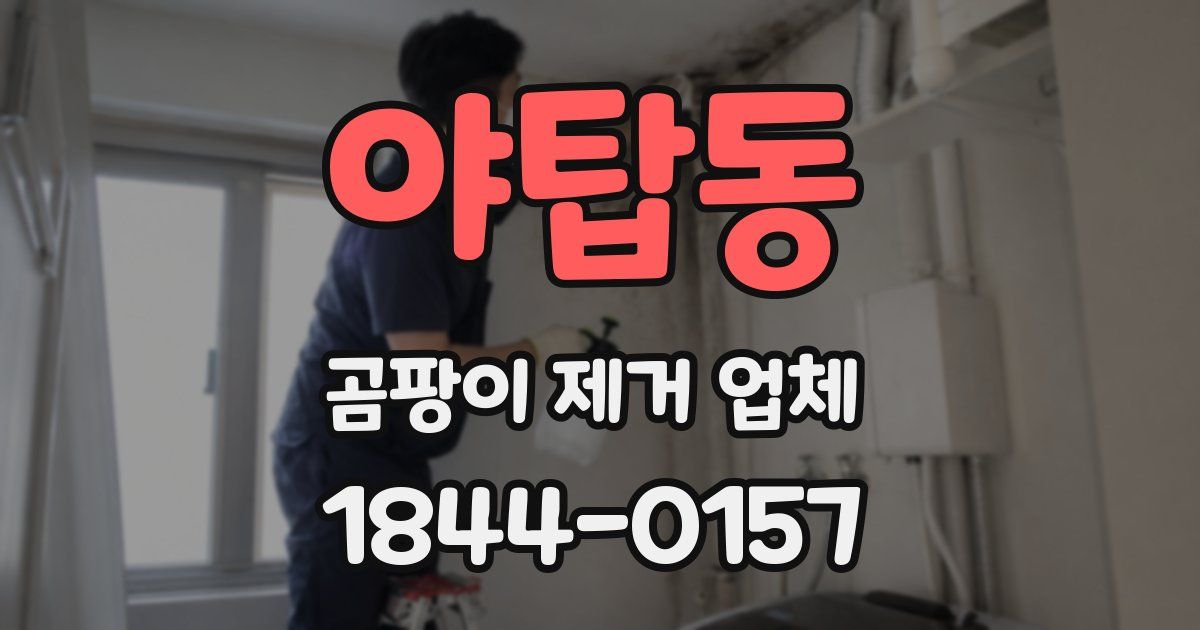 야탑동 곰팡이 제거 업체