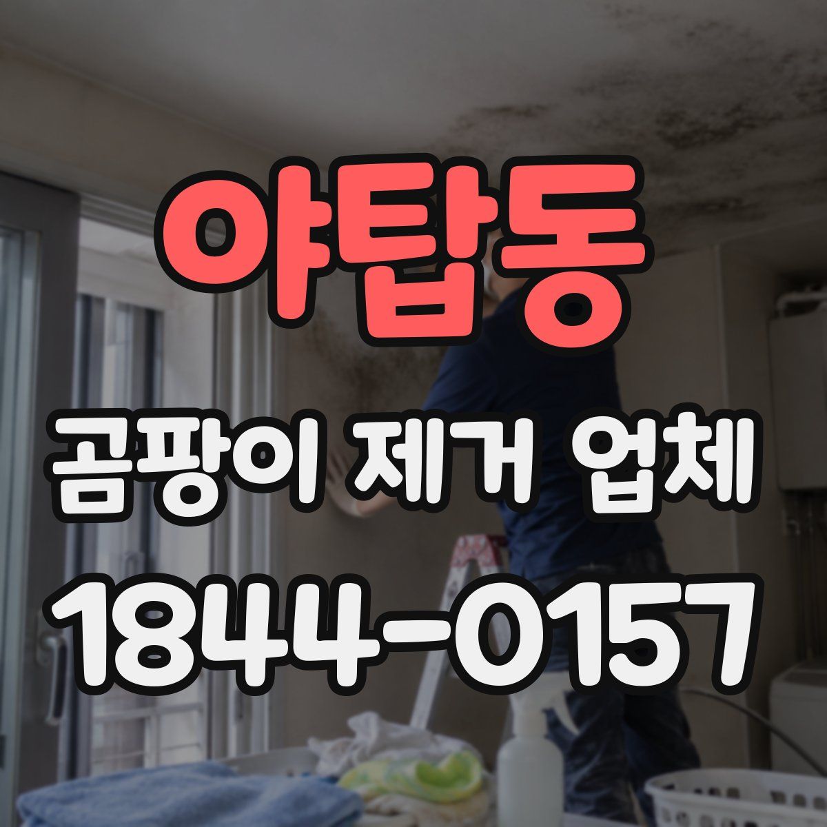 야탑동 곰팡이 제거 업체