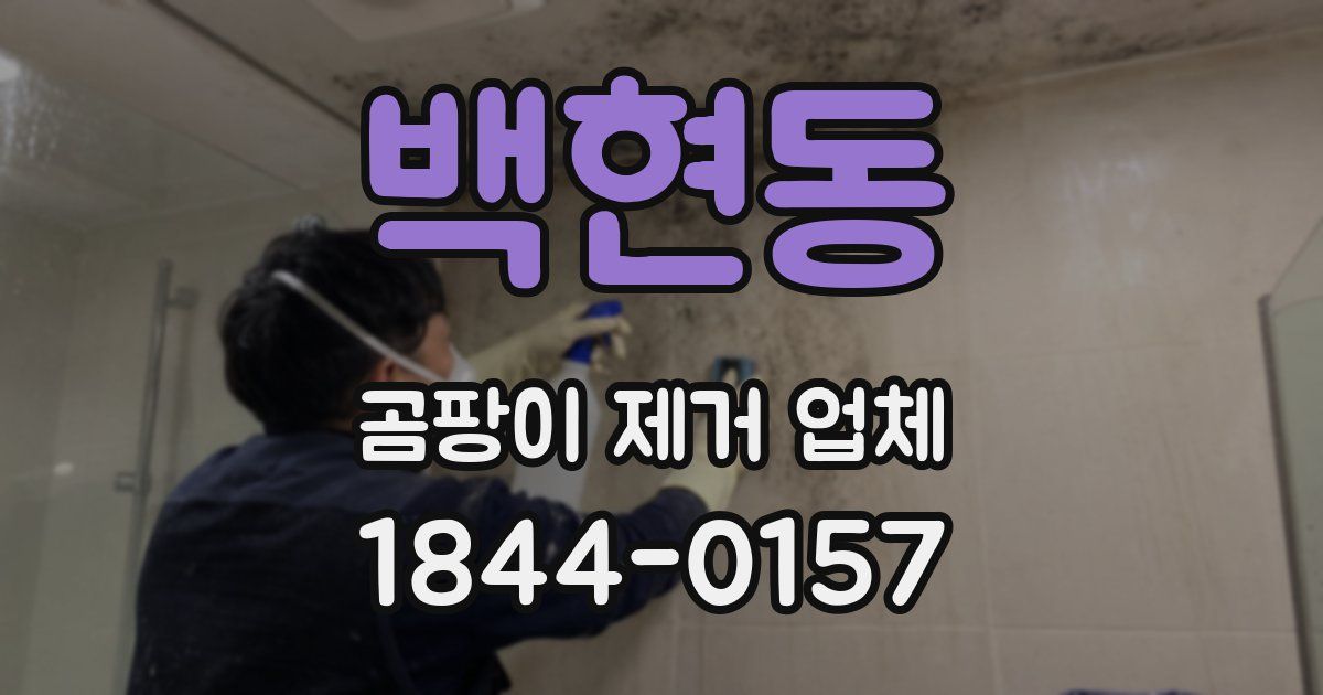 백현동 곰팡이 제거 업체
