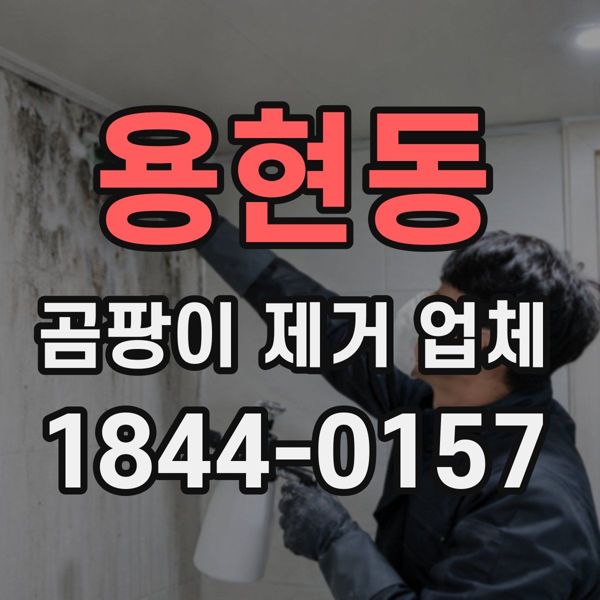 용현동 곰팡이 제거 업체