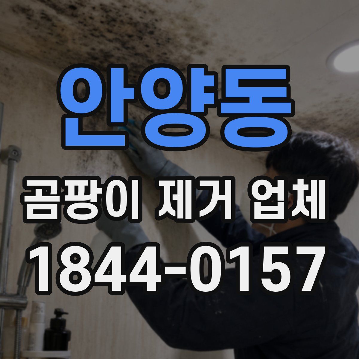 안양동 곰팡이 제거 업체
