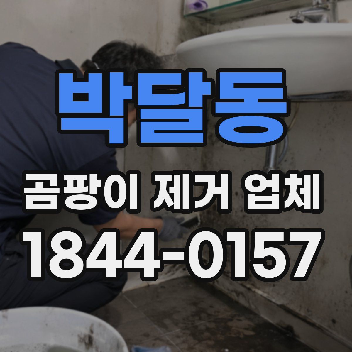 박달동 곰팡이 제거 업체