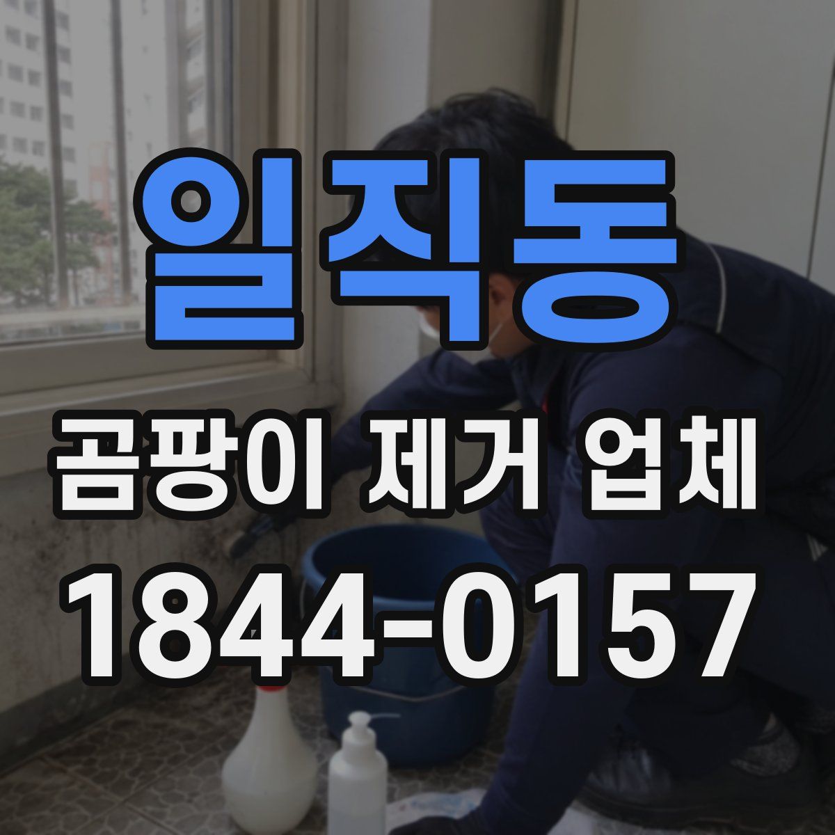 일직동 곰팡이 제거 업체