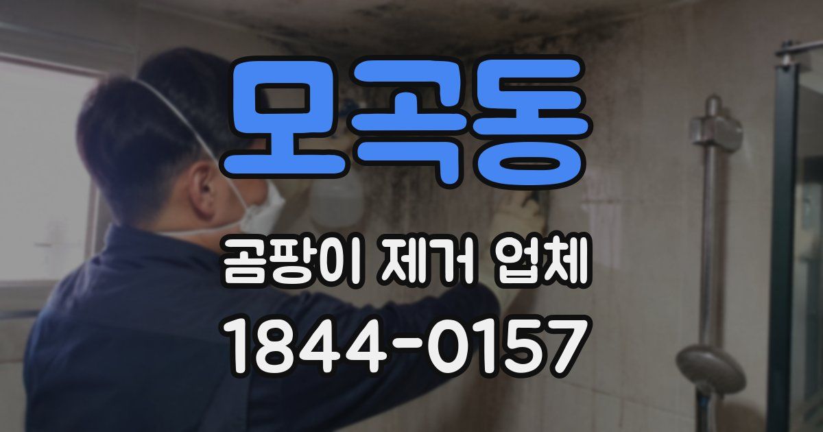 모곡동 곰팡이 제거 업체