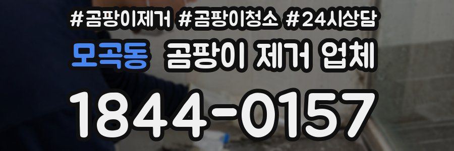 모곡동 곰팡이 제거 업체