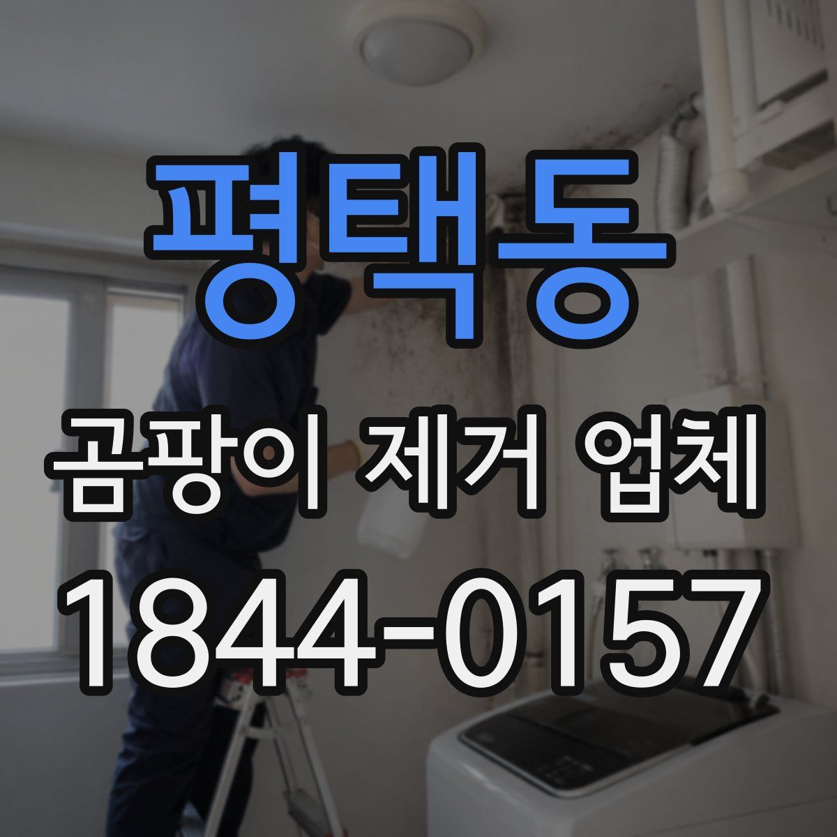 평택동 곰팡이 제거 업체