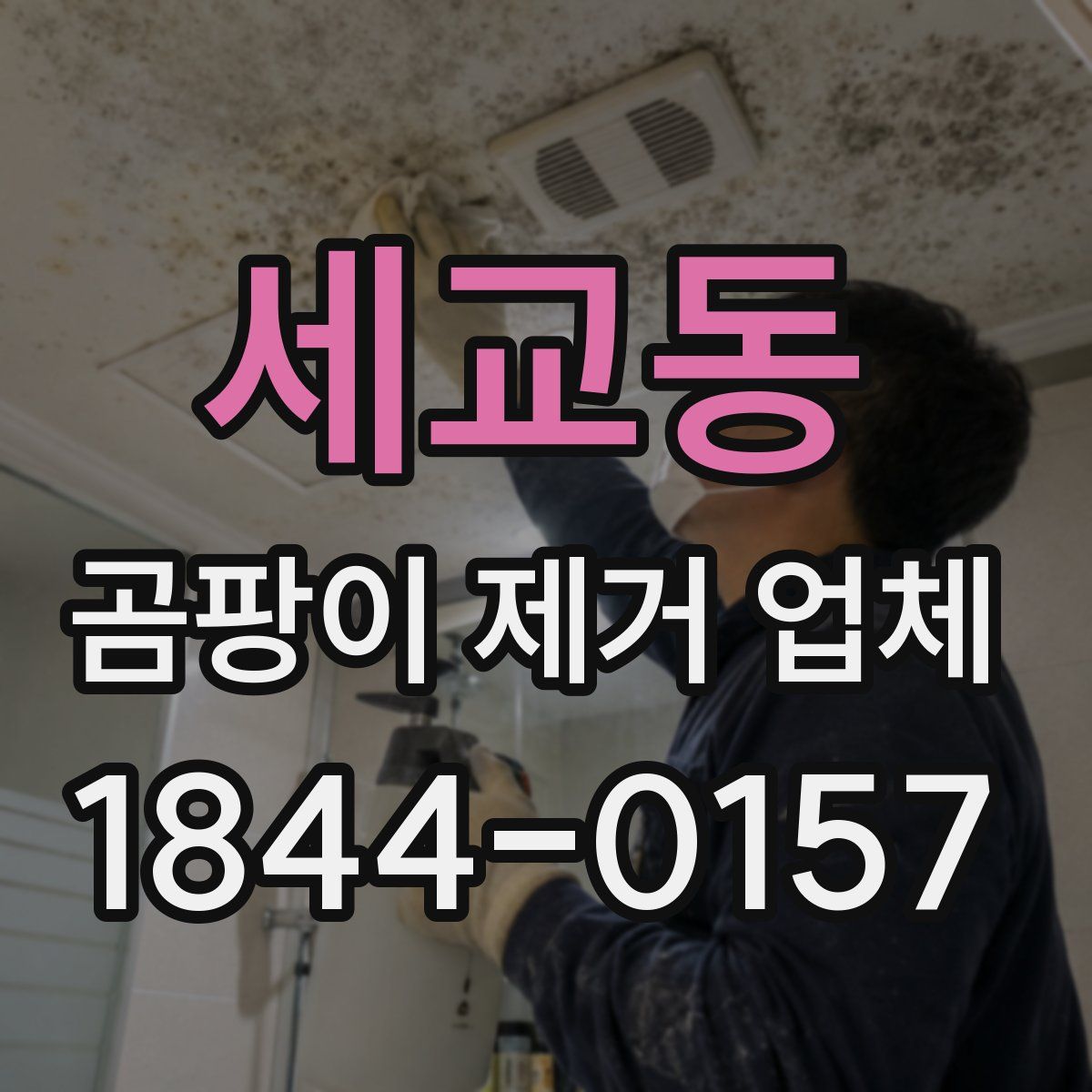 세교동 곰팡이 제거 업체