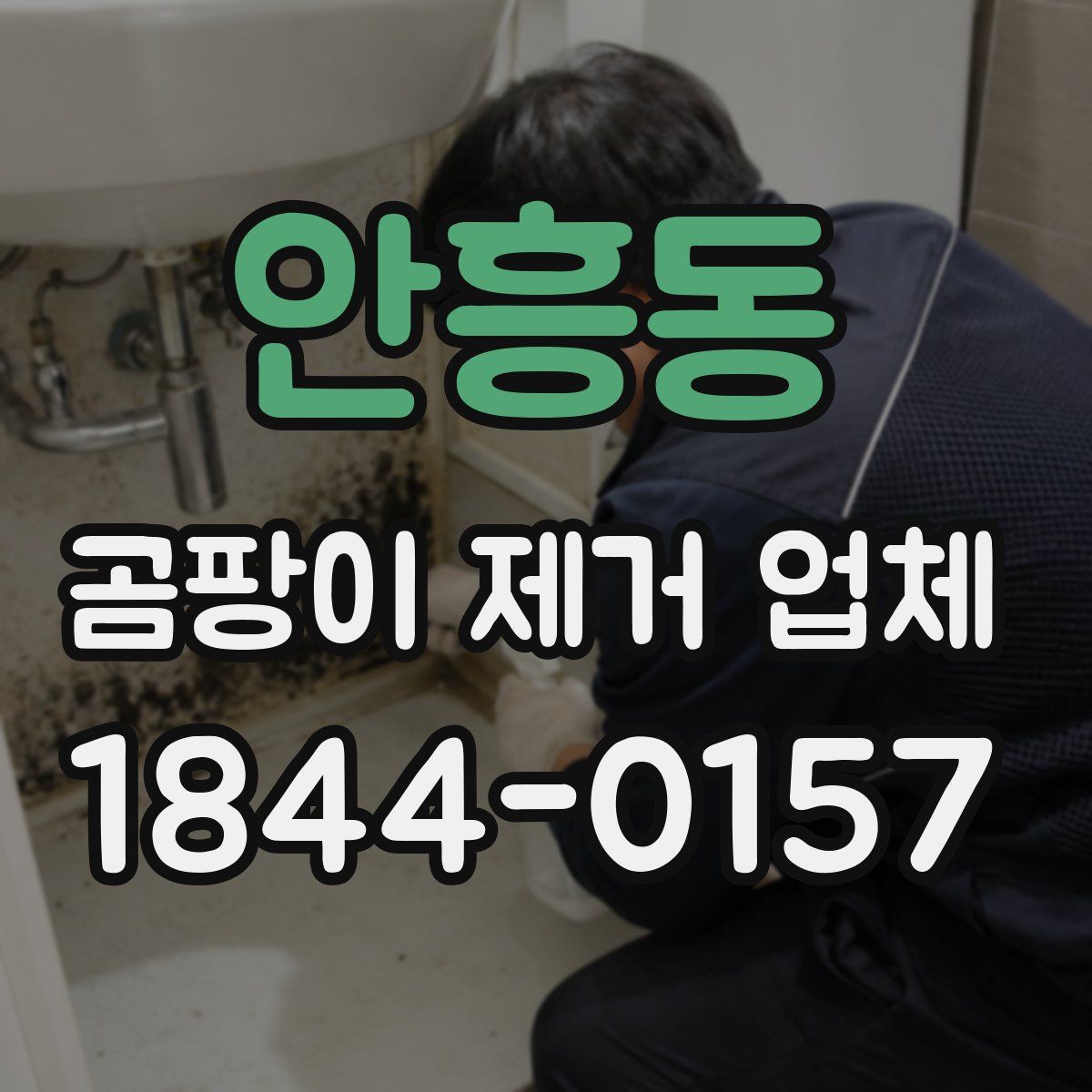 안흥동 곰팡이 제거 업체
