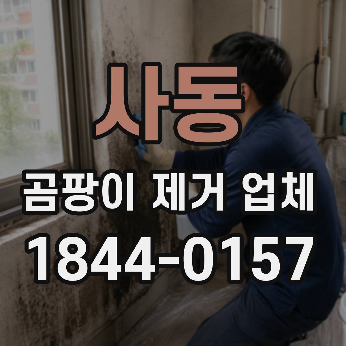 사동 곰팡이 제거 업체