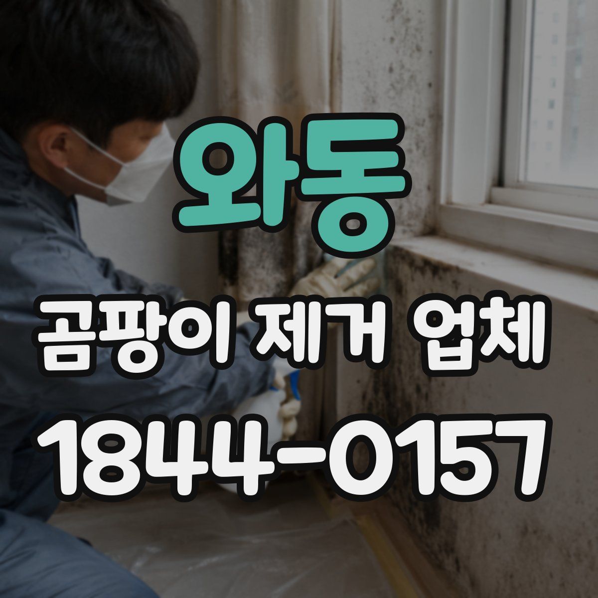 와동 곰팡이 제거 업체
