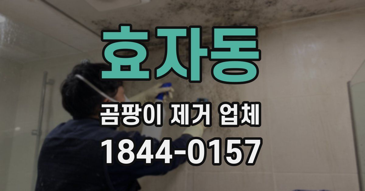 효자동 곰팡이 제거 업체