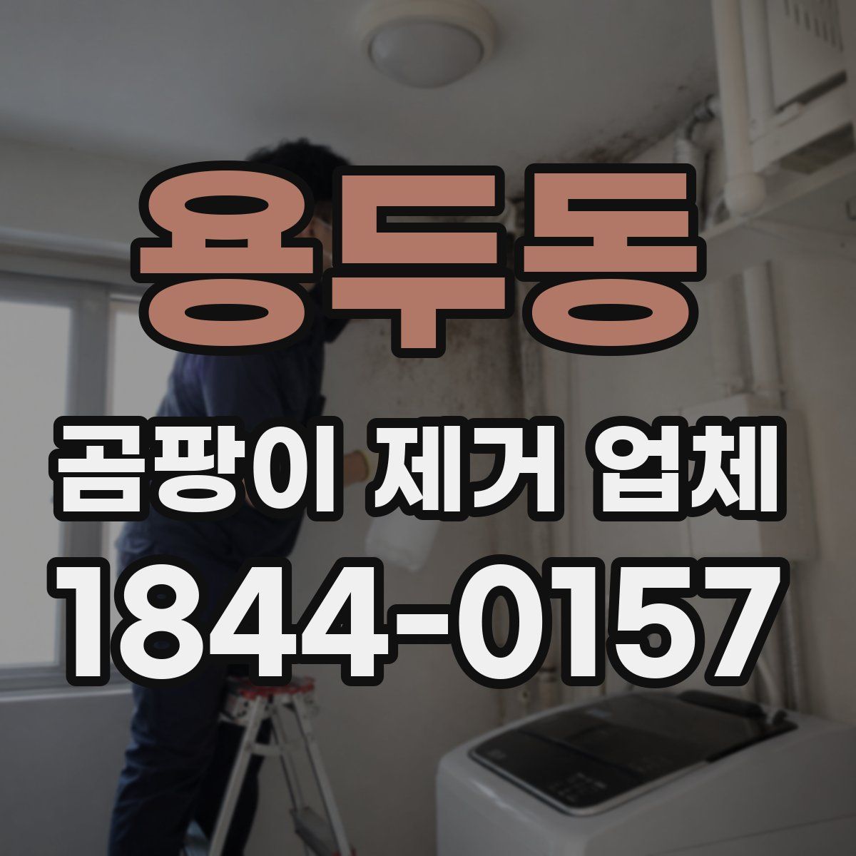 용두동 곰팡이 제거 업체