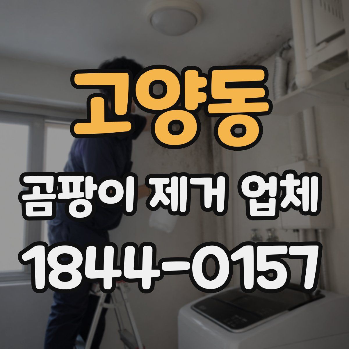 고양동 곰팡이 제거 업체