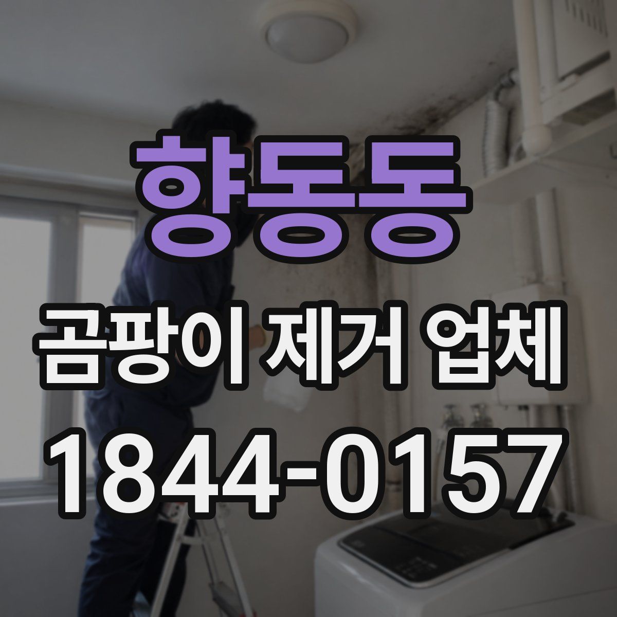 향동동 곰팡이 제거 업체