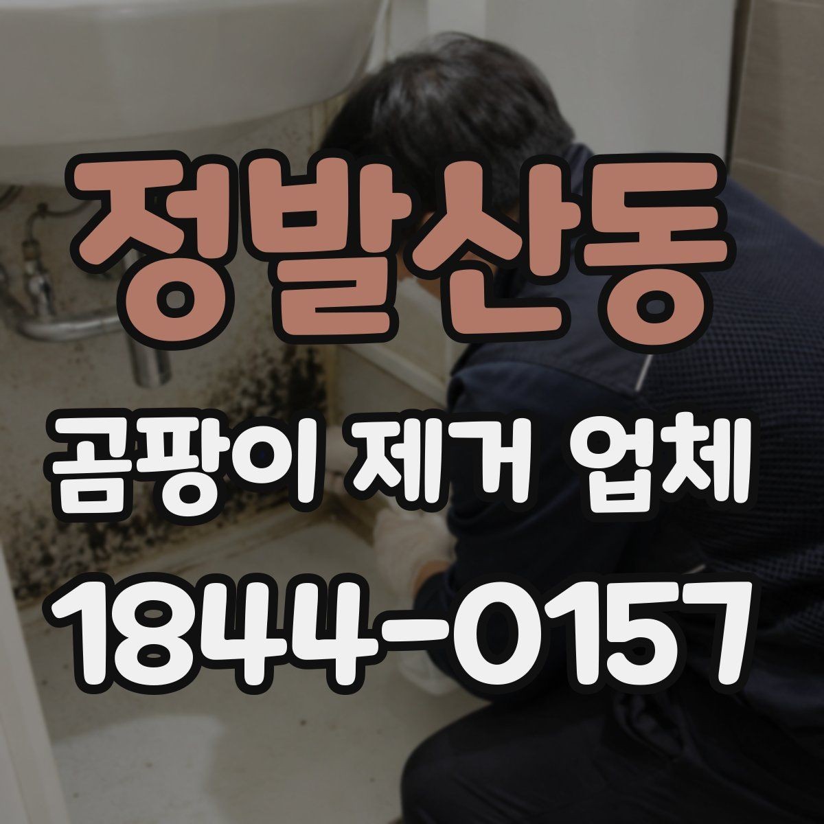 정발산동 곰팡이 제거 업체 곰팡이 재발 사례와 대응 방법