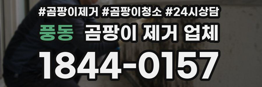 풍동 곰팡이 제거 업체