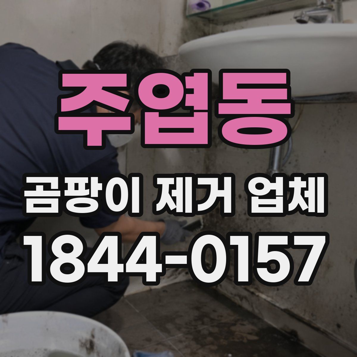 주엽동 곰팡이 제거 업체