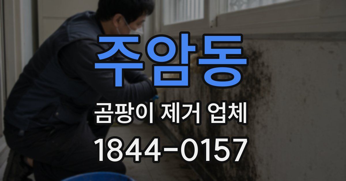 주암동 곰팡이 제거 업체