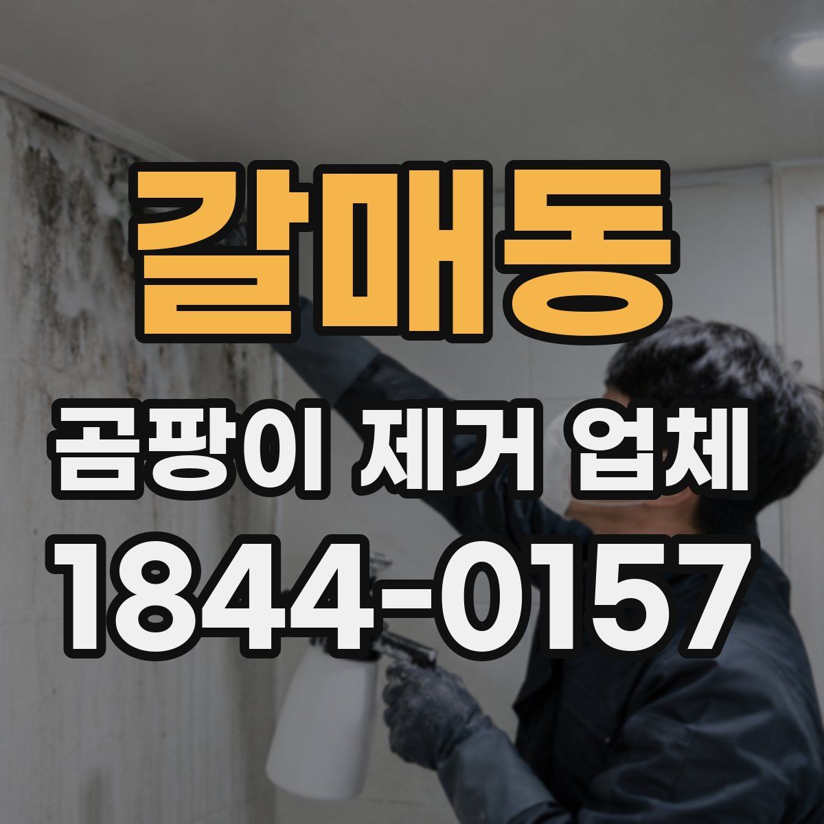 갈매동 곰팡이 제거 업체