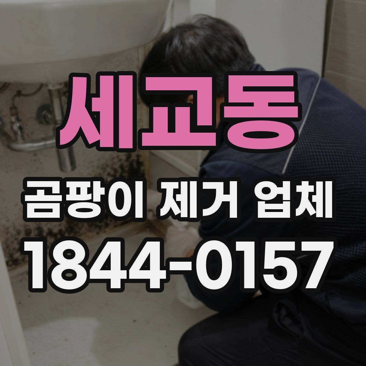 세교동 곰팡이 제거 업체