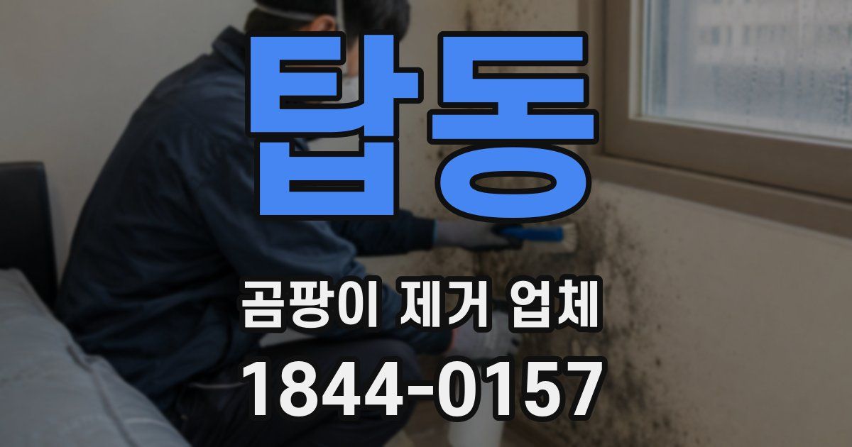 탑동 곰팡이 제거 업체