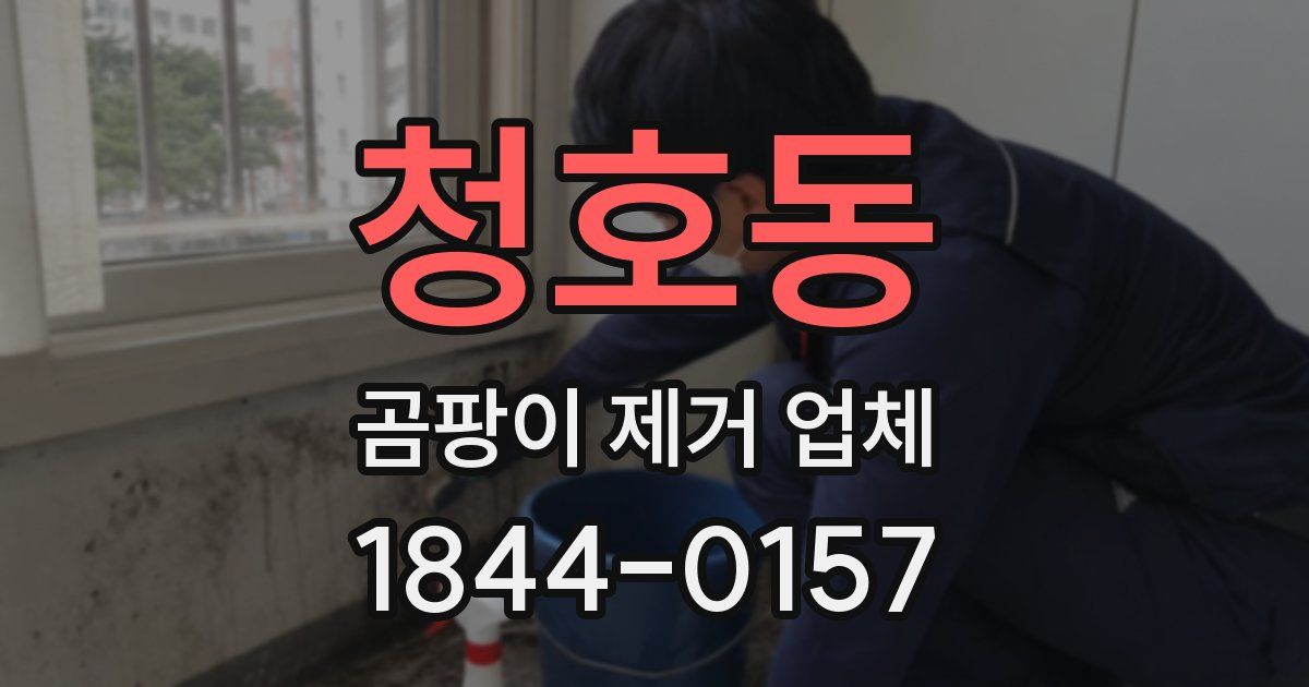 청호동 곰팡이 제거 업체