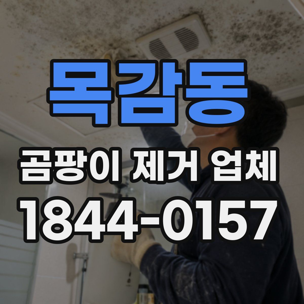 목감동 곰팡이 제거 업체