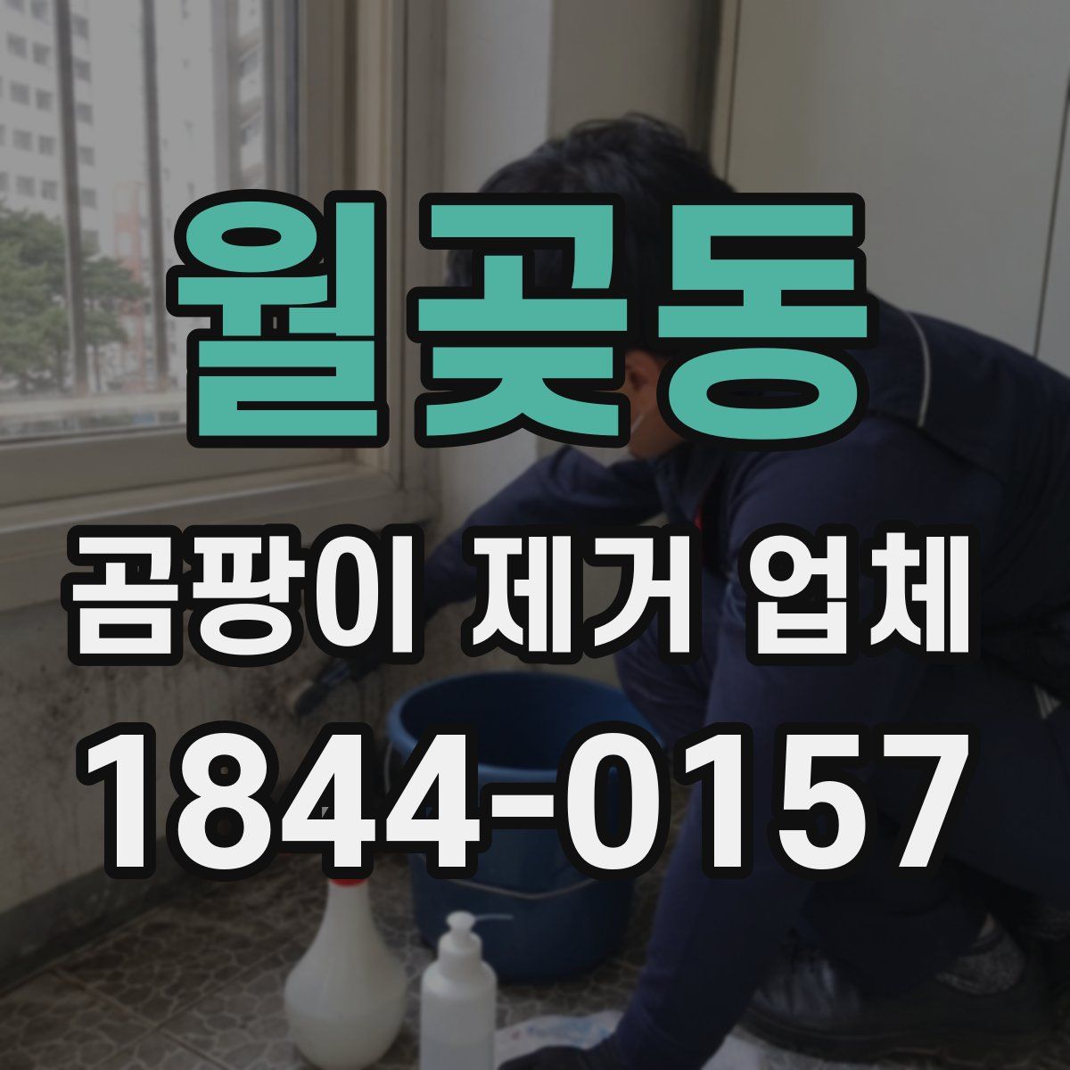 월곶동 곰팡이 제거 업체