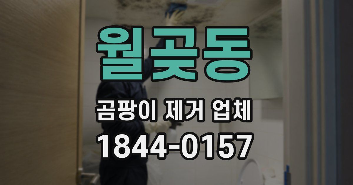 월곶동 곰팡이 제거 업체