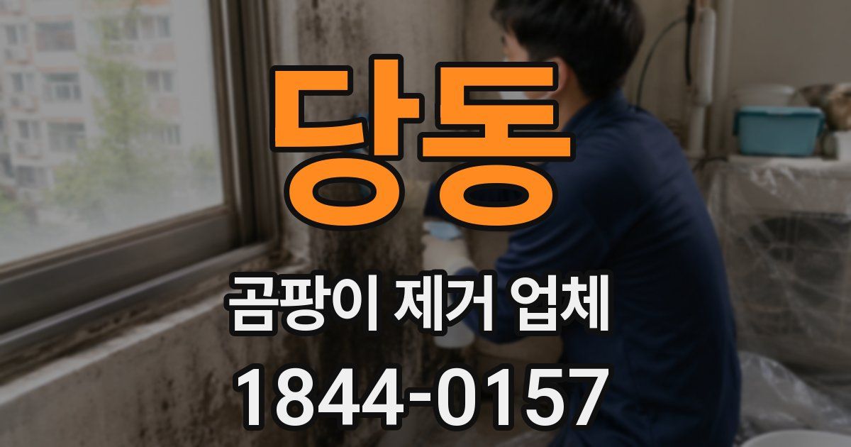 당동 곰팡이 제거 업체