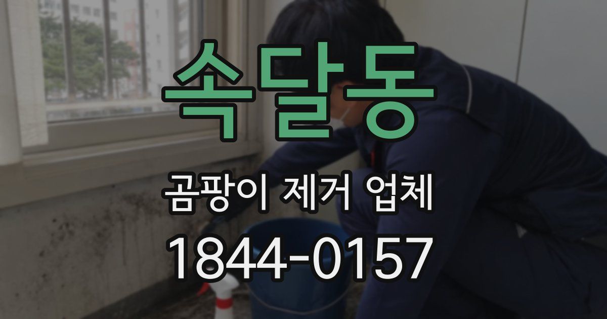 속달동 곰팡이 제거 업체