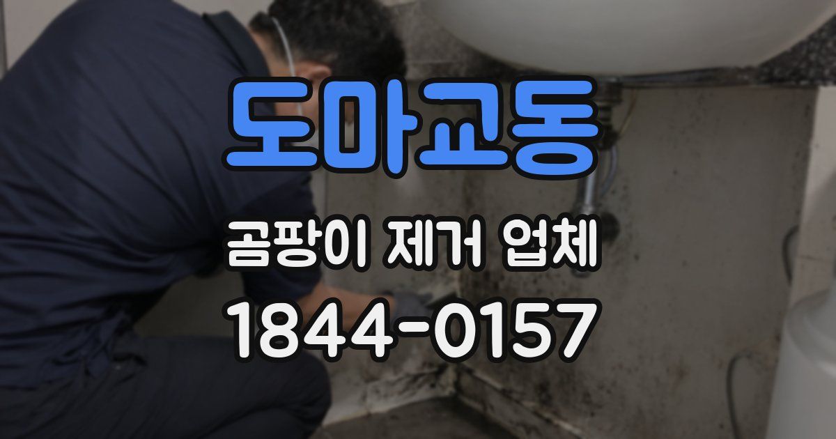 도마교동 곰팡이 제거 업체