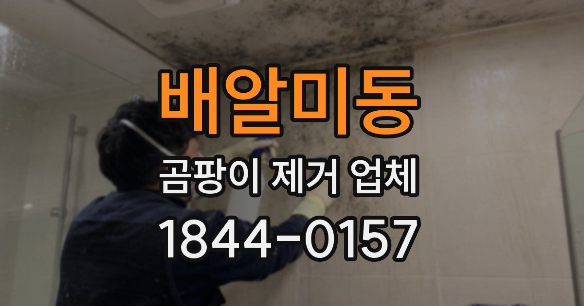 배알미동 곰팡이 제거 업체
