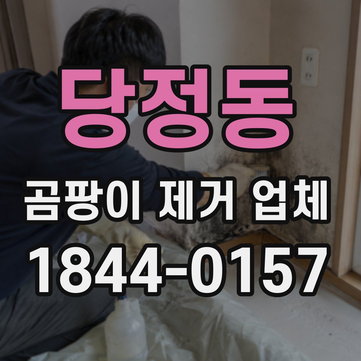 당정동 곰팡이 제거 업체