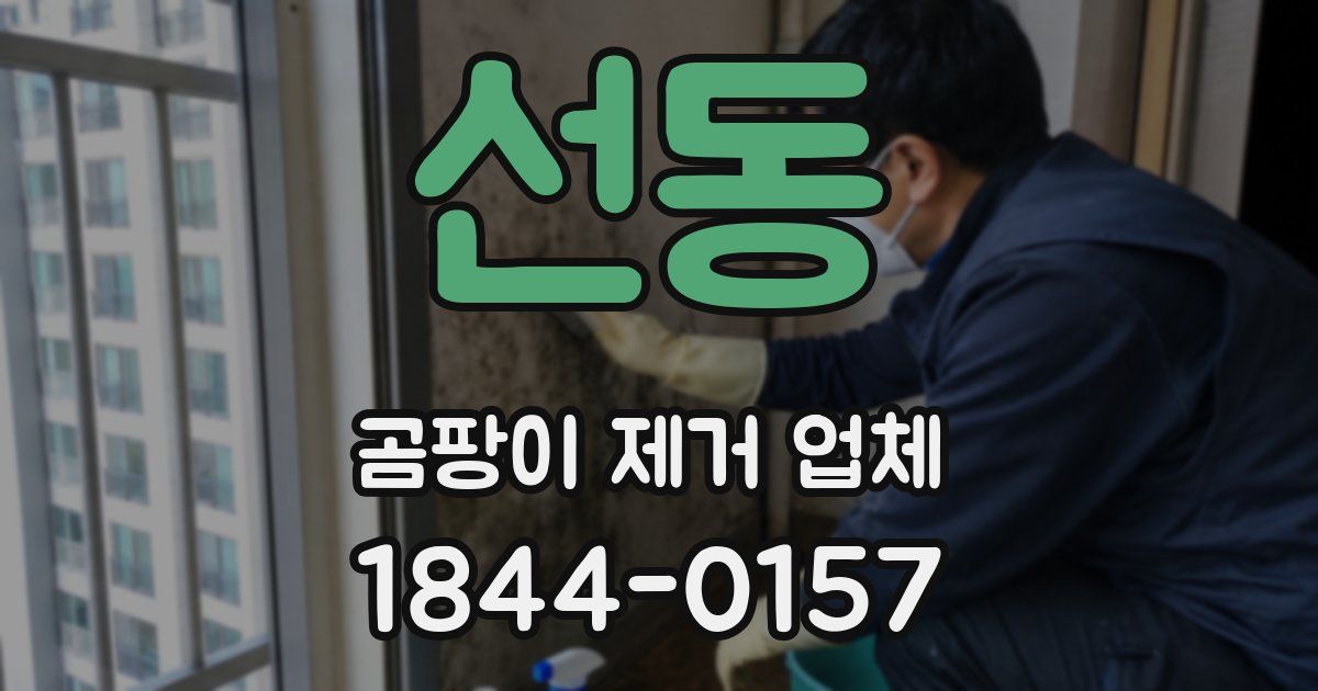 선동 곰팡이 제거 업체