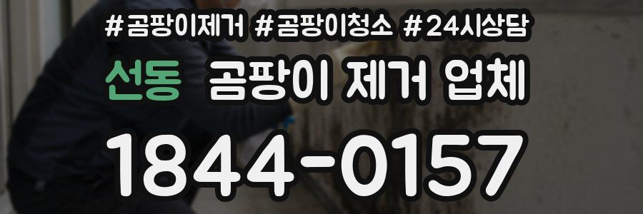 선동 곰팡이 제거 업체