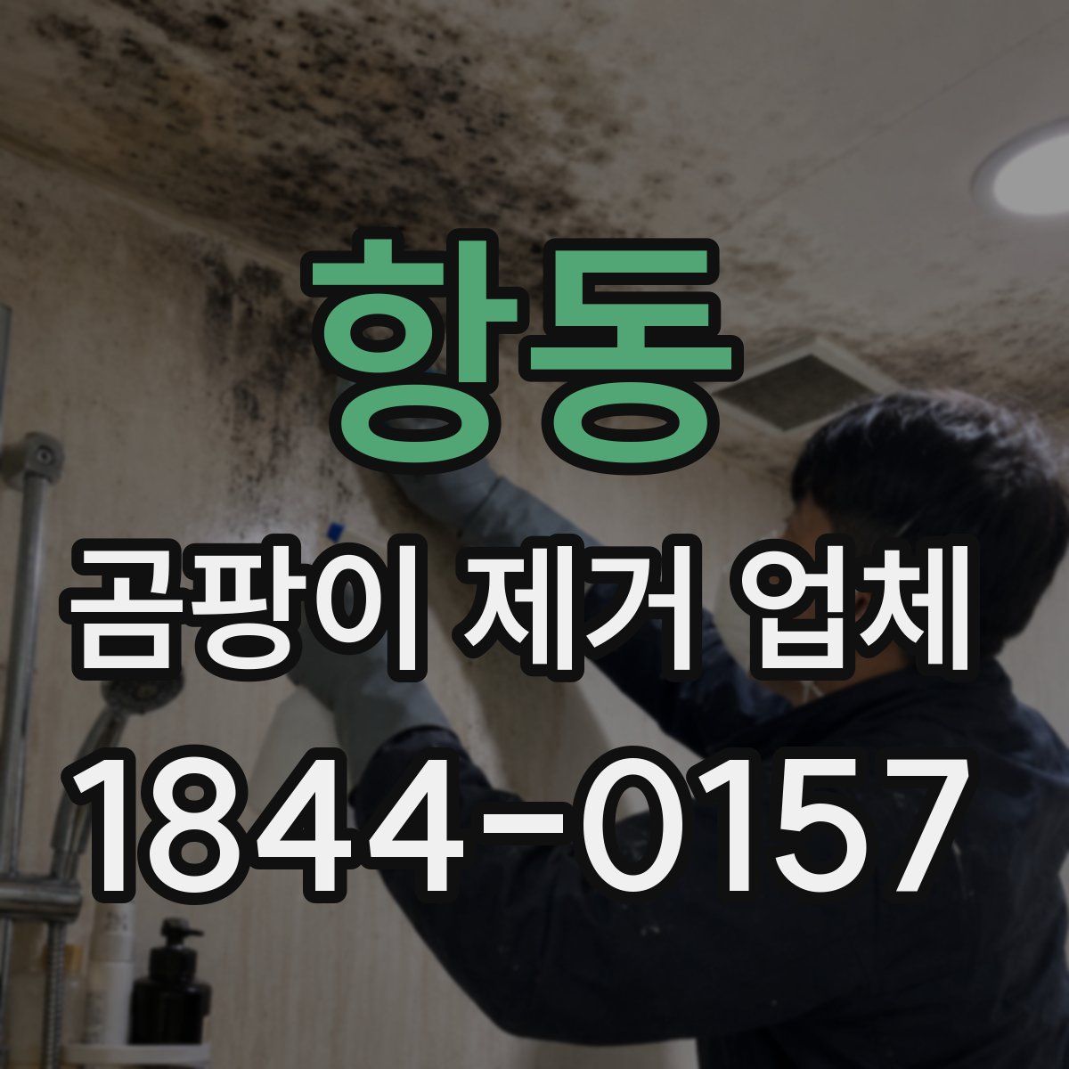 항동 곰팡이 제거 업체