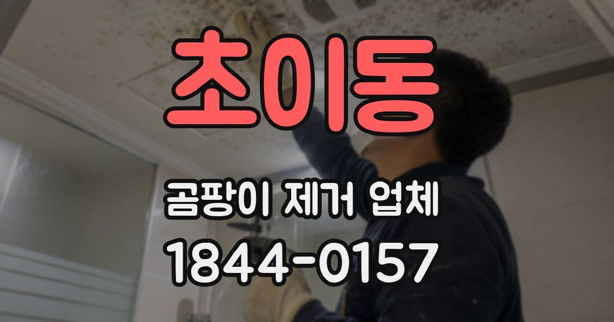 초이동 곰팡이 제거 업체