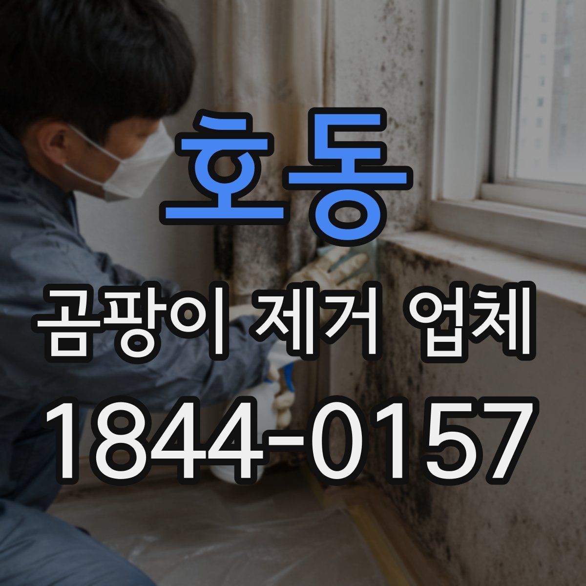 호동 곰팡이 제거 업체