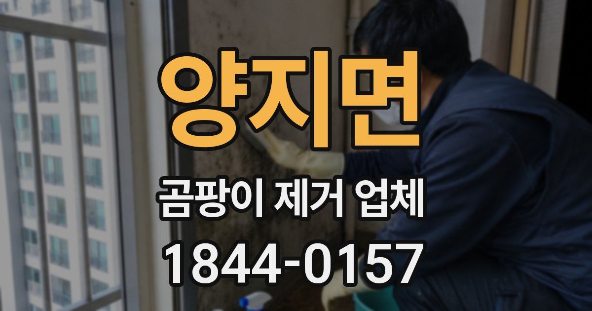 양지면 곰팡이 제거 업체