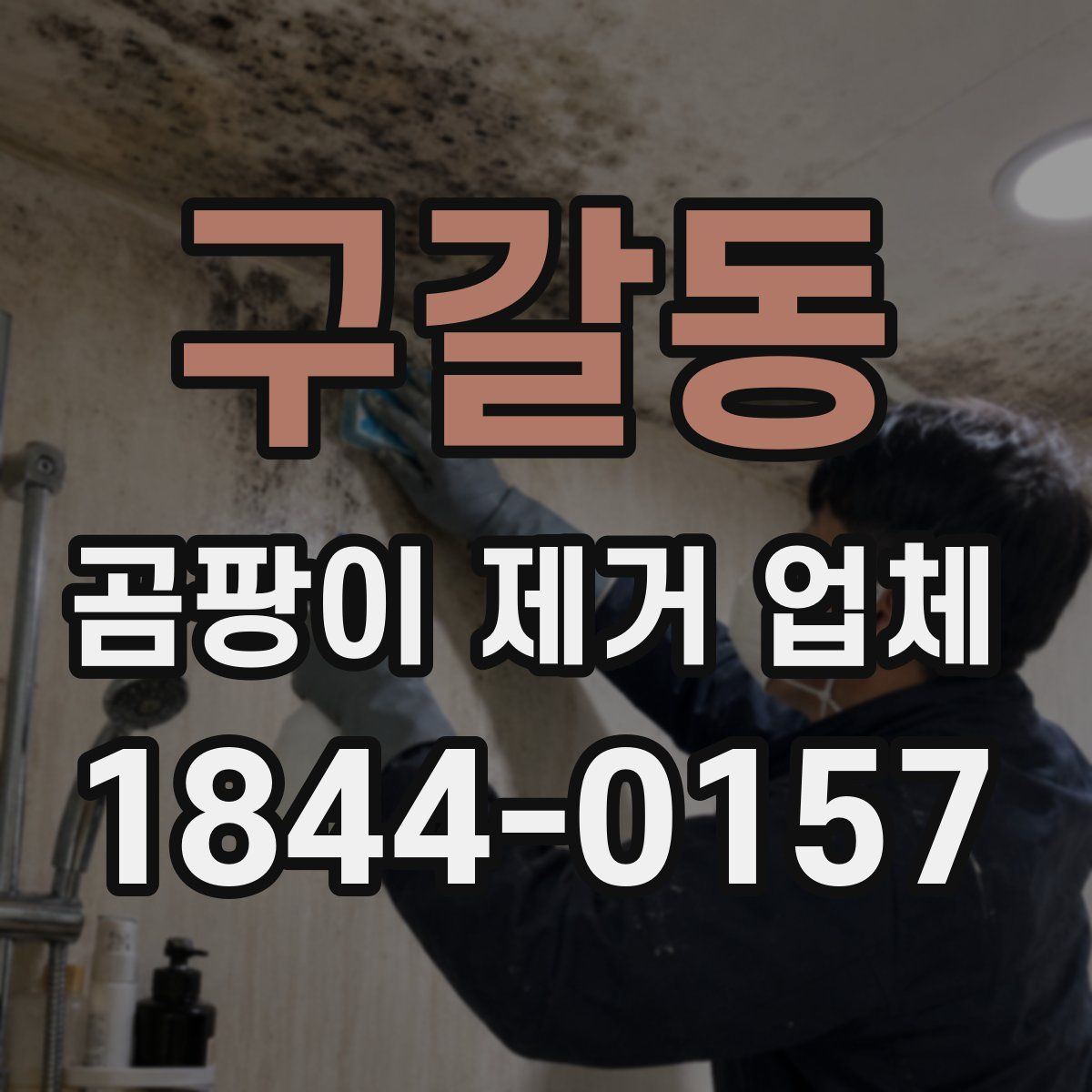 구갈동 곰팡이 제거 업체