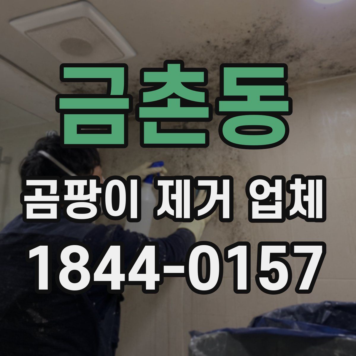 금촌동 곰팡이 제거 업체