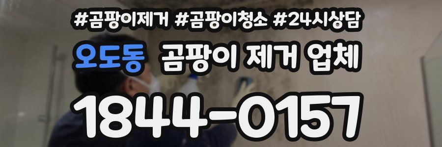 오도동 곰팡이 제거 업체