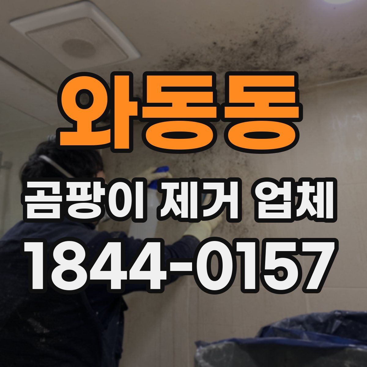 와동동 곰팡이 제거 업체