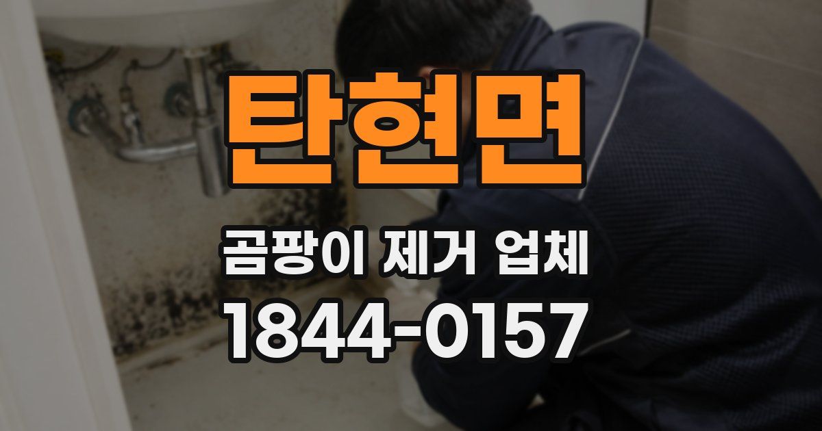 탄현면 곰팡이 제거 업체