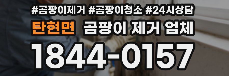 탄현면 곰팡이 제거 업체