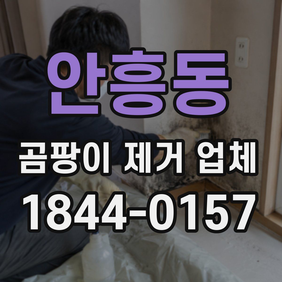 안흥동 곰팡이 제거 업체